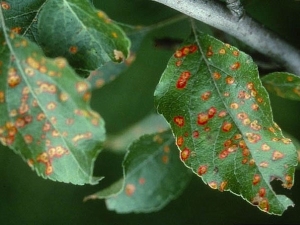  How to deal with rust on the leaves of an apple tree?