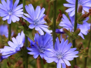  How does chicory affect pressure?