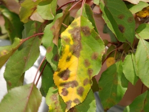  Brown spots on the leaves of an apple tree: why do they appear and what to do with it?