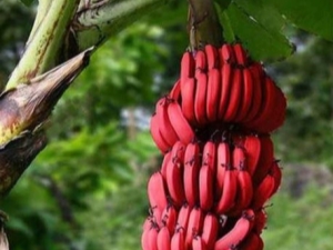  Red bananas: what is the difference from yellow fruits and how to cook them?