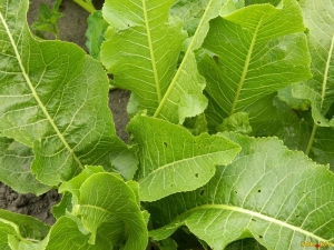  Horseradish leaves: use, beneficial properties and contraindications