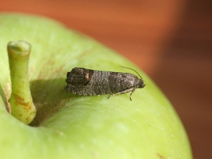  Methods of dealing with moth on an apple tree