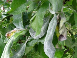  Mealy dew on an apple tree: why did it appear and how to fight?