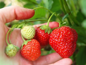  Jellemzők a szamóca táplálkozás közben