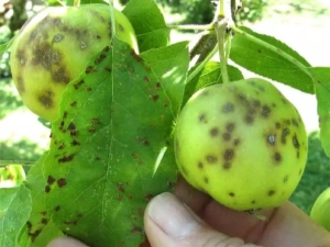  Apple scab: features of the disease and methods of treatment