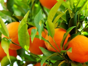  Health benefits and benefits of oranges