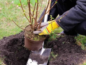  Zasady i cechy sadzenia agrestu jesienią