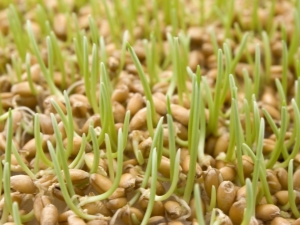  Germinated wheat: the benefits and harm, the rules of reception and features of germination of grain