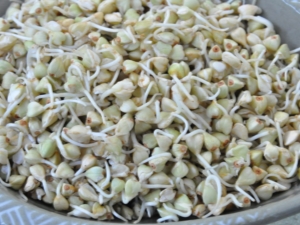  Germinated green buckwheat: properties, caloric content and composition