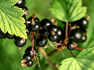  Types and the best varieties of black currant