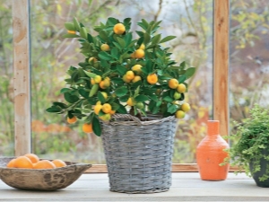  Growing citrus indoor plants