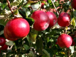  Apple tree Red earlier: features of a grade and cultivation