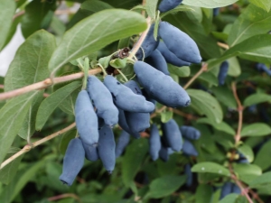  Honeysuckle during pregnancy