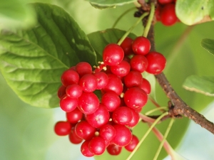  What can be prepared from the berries of Chinese Schizandra?