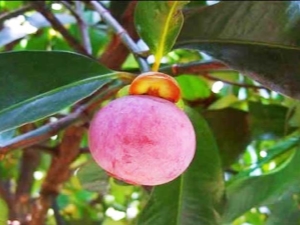  How to eat mangosteen?