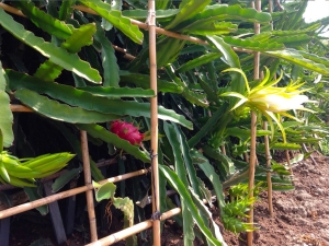  How to cultivate Pitahaya?