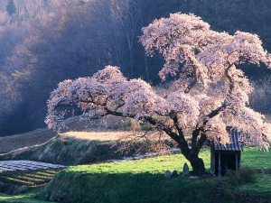  How to grow sakura from seed?