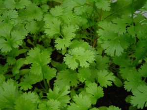  Cilantro: health benefits and harm, features of use