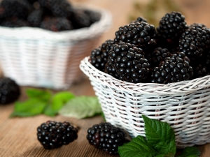  Forest Blackberry: Leírás és tulajdonságok