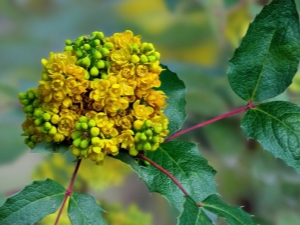  Mahonia: rodzaje, właściwości i zastosowania