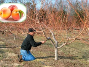  Peach metszés: miért van szükségünk az eljárásra és hogyan kell ezt végrehajtani?