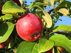  Features feeding apple trees in the summer