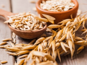  Oats: useful properties and contraindications in the treatment of diseases, recipes of traditional medicine