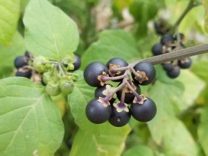  Nightshade fekete: a növények jellemzői és felhasználásai