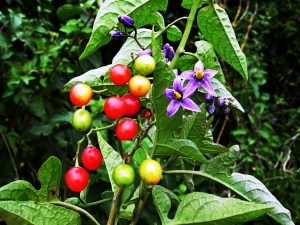  Nightshade bitter: description, cultivation and application