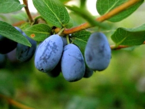  The benefits and harm of honeysuckle