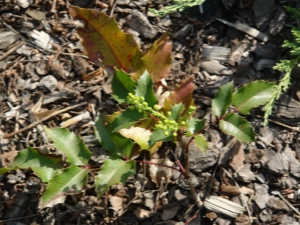  Planting Magonia and care for such a plant