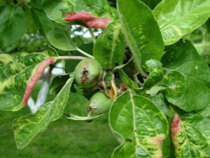  Causes of red leaves on an apple tree and how to treat it?