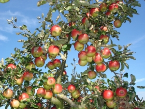  Subtleties pruning fruit trees