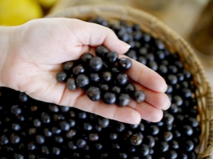  Acai berry: what is, benefit, harm and use