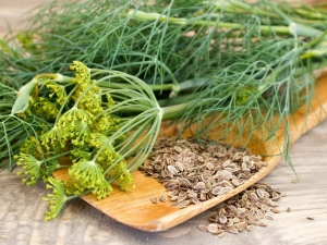  Medicinal properties of dill and contraindications