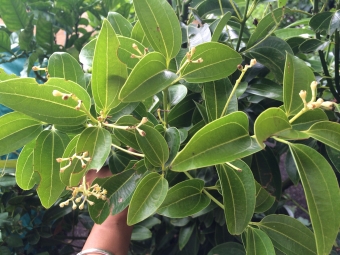  Brown Cinnamon Leaves