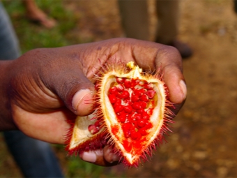  Annatto seeds used in medicine