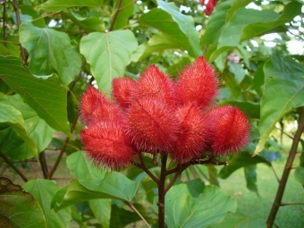  Annatto leaves