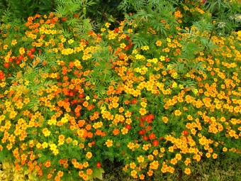  Fűszeres Tagetes