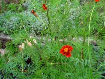  Mexican marigold