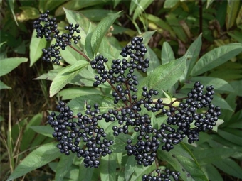  Elderberry fruits