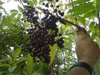  Picking black elderberry