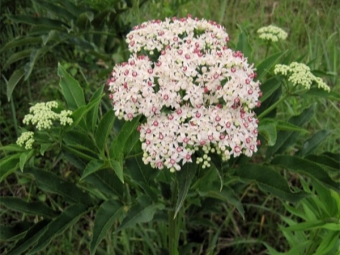  Elderberry herb