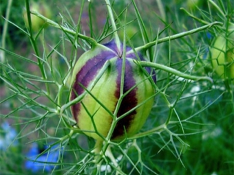  Seed box