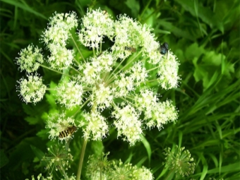  Angelica medicinal