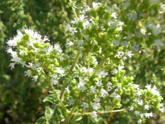  Greek oregano