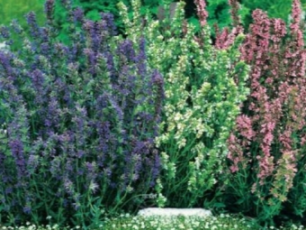  Different colors of hyssop