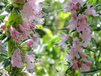  Hyssop pink