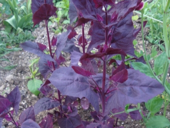  Garden quinoa