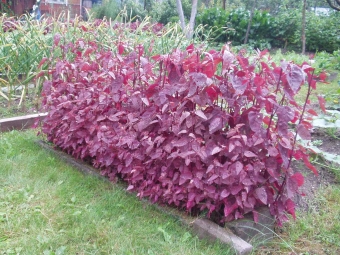  Garden quinoa is edible